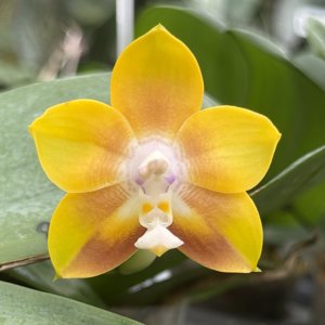 <i>Phalaenopsis</i> Mituo Obsidian