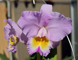 <i>Rhyncholaeliocattleya</i> Rolling Waves
