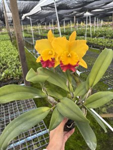 Rhyncattleanthe Suwannaphum Dragon Breeze