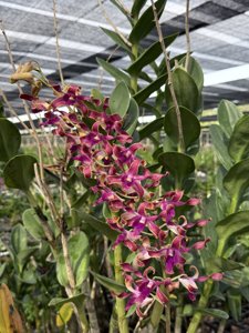 Dendrobium Suwannaphum Ruby Helix