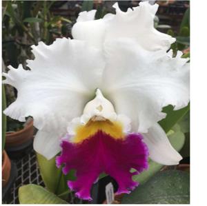 <i>Cattleya</i> Hawaiian Baron