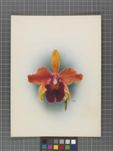 <i>Cattleya</i> Goldfinch