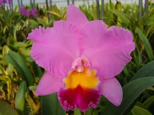 <i>Rhyncholaeliocattleya</i> Seto Hoop