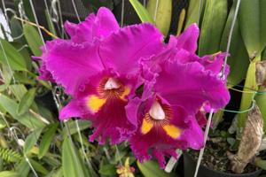 Rhyncholaeliocattleya Mac Holmes