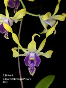 <i>Dendrobium</i> Arief Setiawan