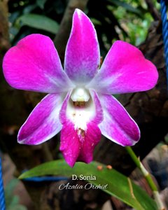 Dendrobium Sonia