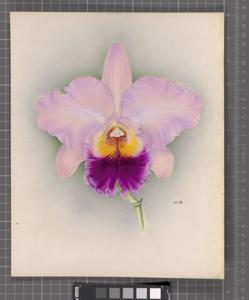 Rhyncholaeliocattleya Mrs. Robert Paterson