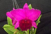 Cattleya Sans Atout