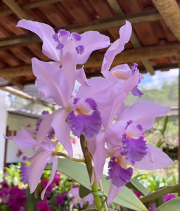 <i>Cattleya</i> Blue Miranda