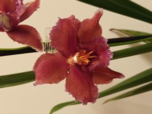 Oncidium McBean's Penelope
