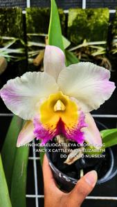 <i>Rhyncholaeliocattleya</i> Beautiful Sunshine