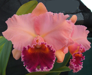 <i>Rhyncholaeliocattleya</i> Dal's Grace