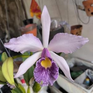 Cattleya Canhamiana