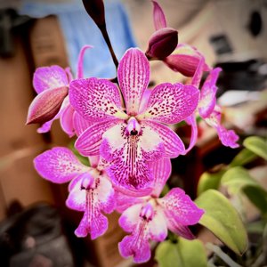 Epicatarthron Hilo Adventure