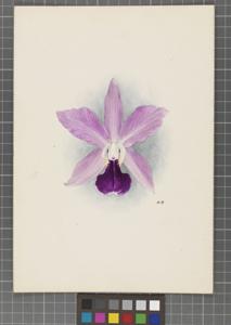 <i>Cattleya</i> Binotii