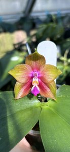 Phalaenopsis Pendragon's Stupid Love