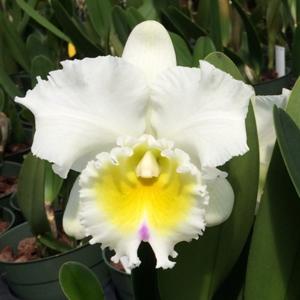 <i>Rhyncholaeliocattleya</i> Harue Watanabe