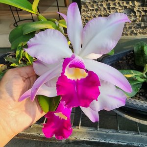 Cattleya Euphrasia