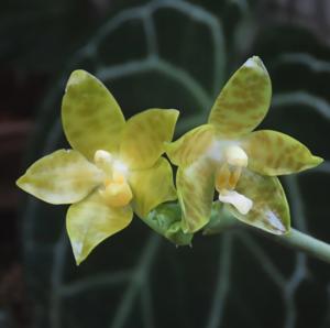 Phalaenopsis Lyndon Mercury