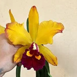<i>Rhyncholaeliocattleya</i> Samba Red Flare