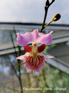 <i>Papilionanthe</i> Noora Alsagoff