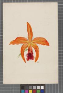 <i>Cattleya</i> Hippolyta