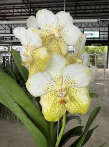 <i>Vanda</i> Suwannaphum Lime Apart