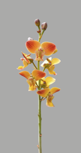 Eulophia Memoria Bill Mincher