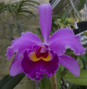 Cattleya Winema