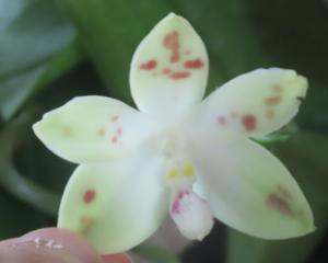 <i>Phalaenopsis</i> Tzu Chiang Fairy