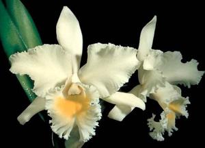 <i>Rhyncholaeliocattleya</i> Algernon