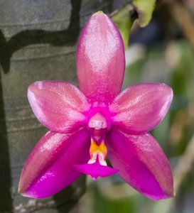 <i>Phalaenopsis</i> Cesario Gene Tobia