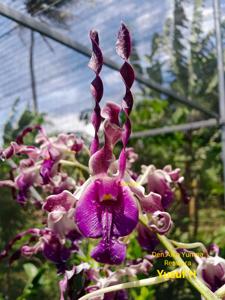 Dendrobium Aiko Yumna Reswara