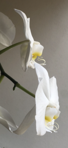 Phalaenopsis Sogo Yukidian