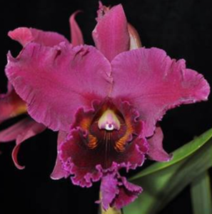 <i>Rhyncholaeliocattleya</i> Marrietta Lulu Wall Gossamer Wings