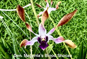 Dendrobium Magenta's Blood Shocan