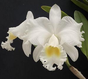 <i>Cattleya</i> John Hilliard Gilliam