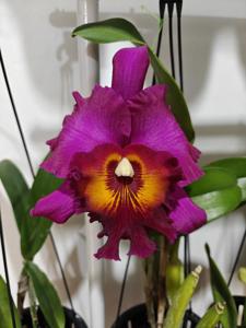 <i>Rhyncholaeliocattleya</i> Myanmar Sunset
