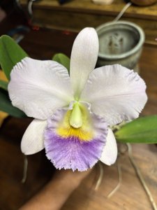 <i>Cattleya</i> Taygeta