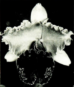 <i>Cattleya</i> Grayce Hecker