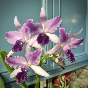 Cattlianthe Mary Elizabeth Bohn