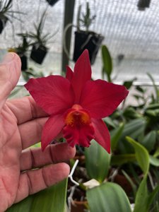 <i>Cattlianthe</i> Seth Reder