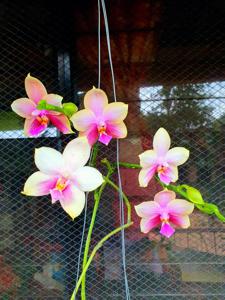 Phalaenopsis Sweet Memory