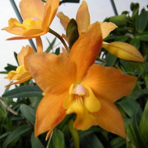 <i>Jackfowlieara</i> Mem. Florence J. Crawley