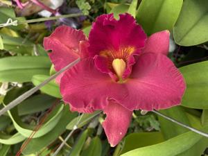 Rhyncholaeliocattleya Volcano Red Sunset