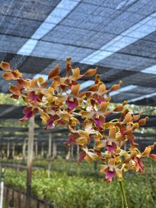 Dendrobium Suwannaphum Ruby Helix