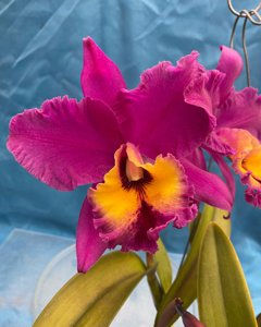 Rhyncholaeliocattleya Jeremy Island