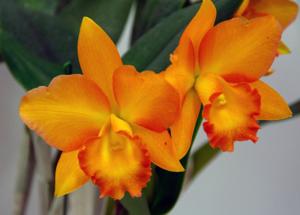 <i>Rhyncattleanthe</i> Golden Jubilee (1984)