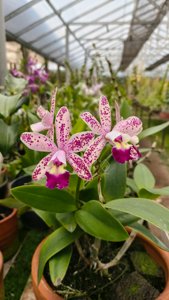 Cattleya Tropical Pointer