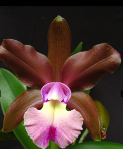 <i>Rhyncholaeliocattleya</i> Pat Turman